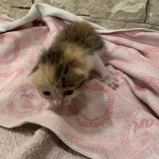 生後2〜3週間  雌  三毛猫  子猫