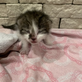 生後2〜3週間  雄  グレトラ