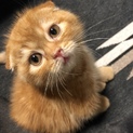 まん丸 コロコロ スコティッシュフォールド