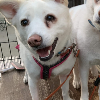 鉾田多頭崩壊70ワン里親募集 ユキ