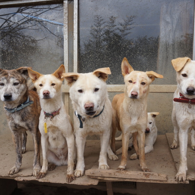 鉾田70ワンのカバー写真