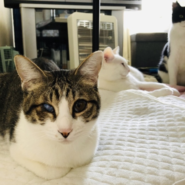 瑠璃レトロのカバー写真