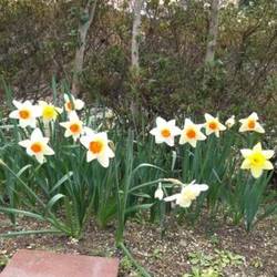 銀太の水仙(๑´ڡ`๑)(๑´ڡ`๑)