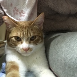 外にでたがる
