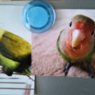 コザクラインコ一歳里親を募集中です。