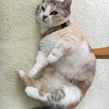 コットンの写真