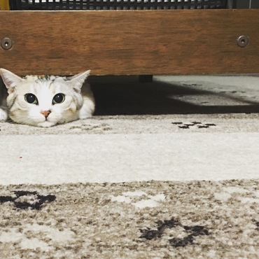 コットンの写真