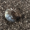 カブト虫の幼虫貰ってください(再募集します)