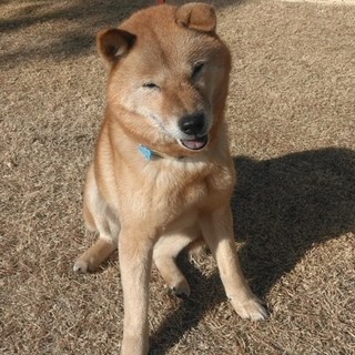 Mixきんちゃん　つぶらな瞳のシニア犬