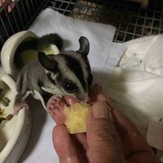 フクロモモンガのメスです。