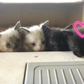可愛い子猫3匹！
