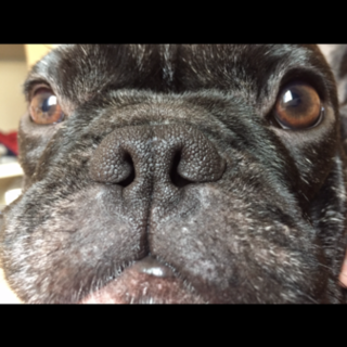 大切に飼ってくださる方