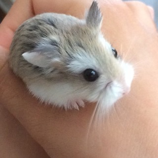 ロボロフスキーハムスターの里親募集です
