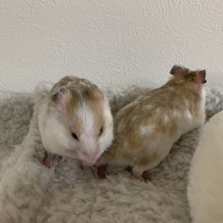 ゴールデンハムスターの里親募集