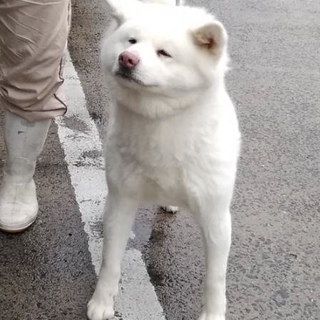 秋田犬 白毛 メス 3歳 里親募集。