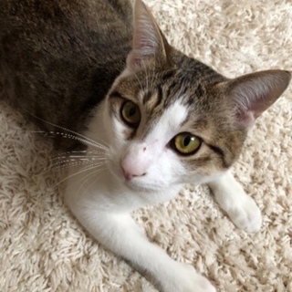 人懐っこく甘えん坊な1歳のキジトラ白♂去勢済