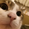 人懐っこく甘えん坊な1歳のキジトラ白♂去勢済 サムネイル3