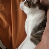 人懐っこく甘えん坊な1歳のキジトラ白♂去勢済 サムネイル4