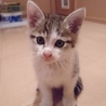 人懐っこく甘えん坊な1歳のキジトラ白♂去勢済 サムネイル5