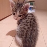 人懐っこく甘えん坊な1歳のキジトラ白♂去勢済 サムネイル6