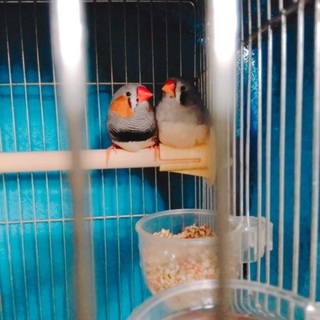 キンカチョウのカップルお話し合い中。