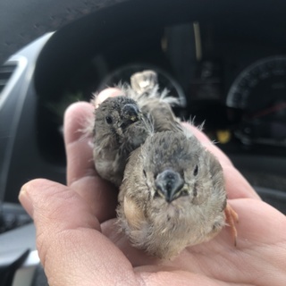 錦華鳥 手乗り ヒナ 