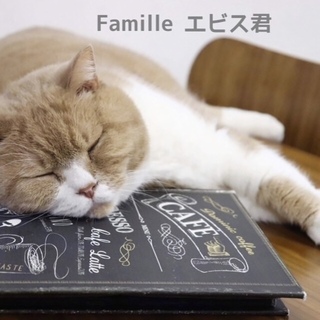 茶白 エビス君 里親募集中！