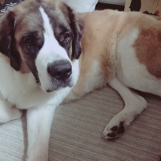 人間がとても大好きな可愛い女の子です