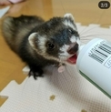 フェレット(♀)2歳の子の里親様を募集します