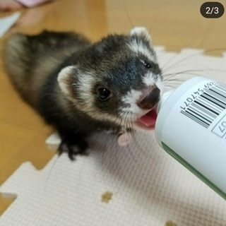 フェレット(♀)2歳の子の里親様を募集します