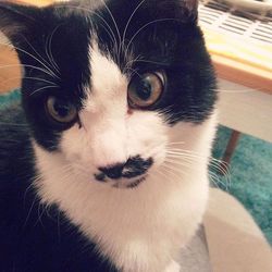 「猫1歳になりました～！」サムネイル1