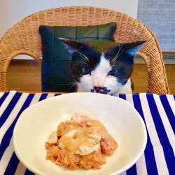 「猫1歳になりました～！」サムネイル2