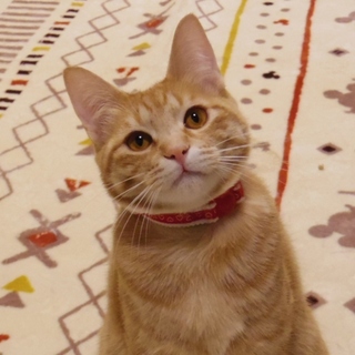 びびりなイケメン茶とらくん