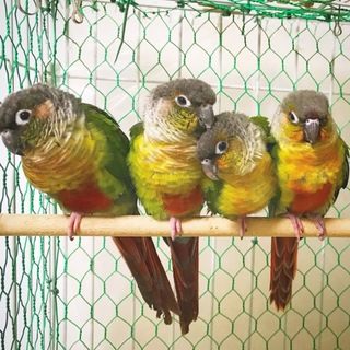 【募集終了】ワキコガネウロコインコ里親様