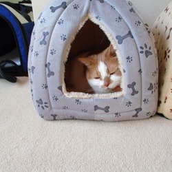 三角ハウスでくつろぐマリーにゃん