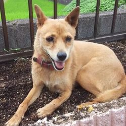 チョコを想いつつ。。