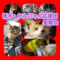 栃木・わんにゃん応援団 譲渡会