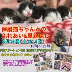 保護猫ちゃんとのふれあい&里親探し