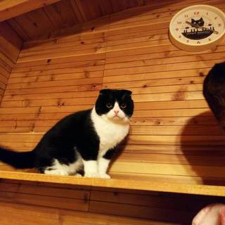 スコティッシュフォールド男の子2，3歳