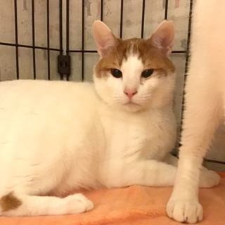 【チャロ】とんでもない甘えん坊