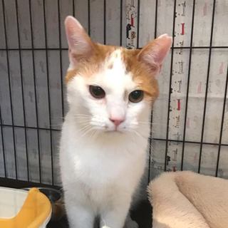 【ジャイロ】よく食べてたくさん甘える優しいニャンコ