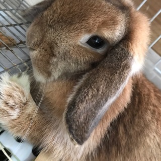 元気な純血ホーランドロップ♀2歳