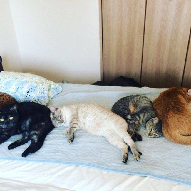 しまもとのカバー写真