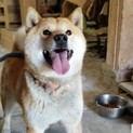 人が大好きな柴犬くん