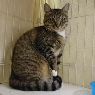 人馴れ修行中！　ポッチャリめめ母さん♀