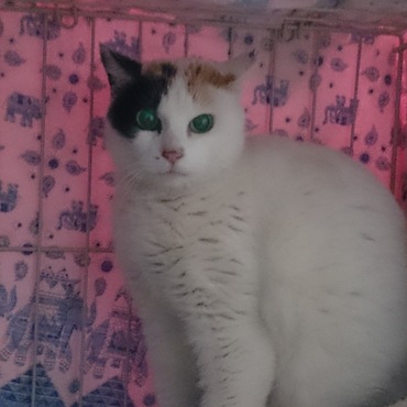 新入りみこちゃん