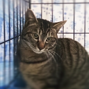 新入りくれおくん