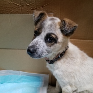 この子を助けてください。