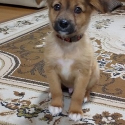 「正式に家族になりました」サムネイル2