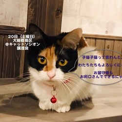 ＊中猫〜大人猫のネコ譲渡会＊